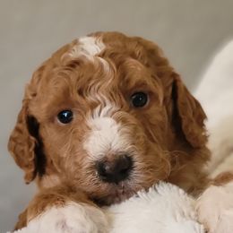 Goldendoodle Puppies from Americana Paws