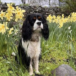 Cavalier King Charles Spaniel All Grown Up from Bunker Hill Cavaliers