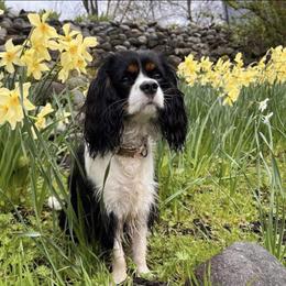 Cavalier King Charles Spaniel All Grown Up from Bunker Hill Cavaliers