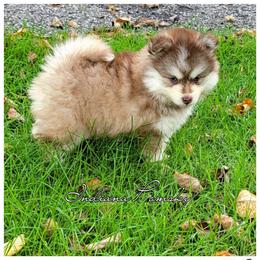 Paloma - Red and white female Pomsky puppy in North Liberty, Indiana from Indiana Pomsky