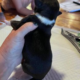 Miniature Australian Shepherd Puppies from Kusch Farm Mini Aussies
