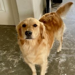 Bailey - Golden Retriever