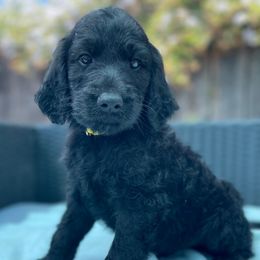 Aussiedoodle and Goldendoodle Puppies from KJ Doodles
