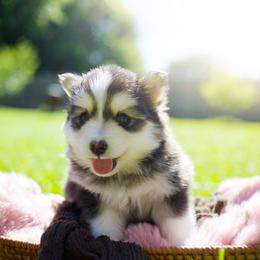 Taro - Black and white male Pomsky puppy in Trenton, Texas from Blissful Paws Pomskies