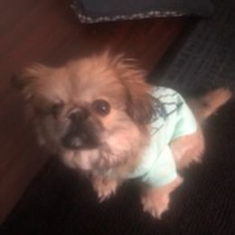 Pekingese from Pekingese Forever Home