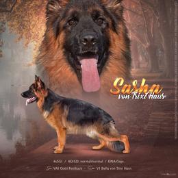 SASHA - German Shepherd