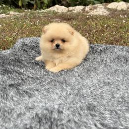 Goldie Luxe - Cream female Pomeranian puppy in Naples, Florida from Puppies Forever 💙❤️🐶