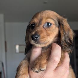 Autumn - Wild boar female Dachshund puppy in Waddell, Arizona from The Bearded Companions