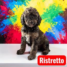 Ristretto - Sable male Poodle puppy in Ellenburg Center, New York from Kristin's Puppies