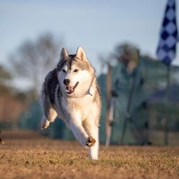 Marvel - Siberian Husky