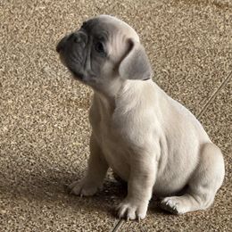 French Bulldog Puppies from 731 Frenchies