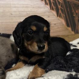 Dachshund and Miniature Australian Shepherd Puppies from Southern Charm Kennels