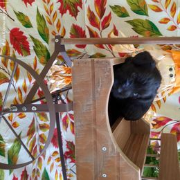 Miniature Schnauzer Puppies from Camp Creek Schnauzers