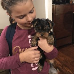 Yorkshire Terrier Puppies from Diamond in a Rough Yorkies