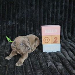Green collar - Gray brindle female Cane Corso puppy in Fritch, Texas from Carrie Brown's Cane Corsos