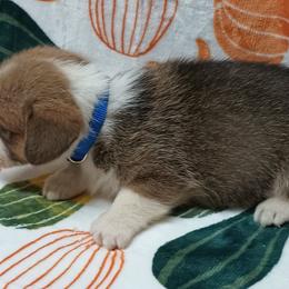 Pembroke Welsh Corgi Puppies from Episode Corgis