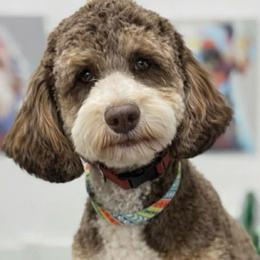 Lucy - Bernedoodle