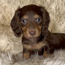 Sansa's Chocolate and Tan -- Girl (fusia collar) - Chocolate and tan female Dachshund puppy in Kalama, Washington from Dazzling Doxies