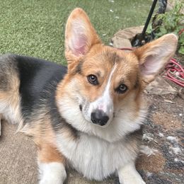 Tommy - Pembroke Welsh Corgi