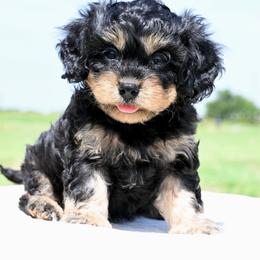 Benny - Black and tan male Cavapoo puppy in Lawton, Oklahoma from Lindsey’s Cavies