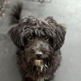 Winter - Yorkipoo