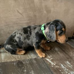 Dachshund Puppies from MJ Lil’ Cherokee Paws