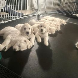 Golden Retriever Puppies from Huckaby’s English Golden Retrievers