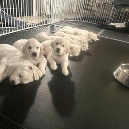 Golden Retriever Puppies from Huckaby’s English Golden Retrievers