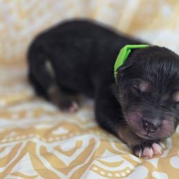 Green - Agouti and white male Alaskan Malamute puppy in Independence, Virginia from New River Valley Malamutes