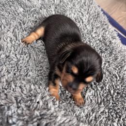 Bashful - Black and tan female Dachshund puppy in Chelsea, Oklahoma from Renee's Dachshund's