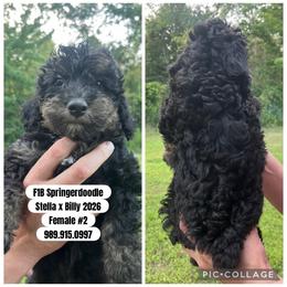 Girl 2 - Black white and tan female Springerdoodle puppy in Sterling, Michigan from Springerdoodles In MI