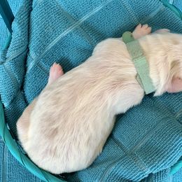 Aussiedoodle Puppies from Sunshine Aussiedoodles Idaho