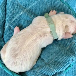 Aussiedoodle Puppies from Sunshine Aussiedoodles Idaho