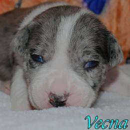 Vecna - male Alapaha Blue Blood Bulldog puppy in Walbridge, Ohio from United Alapaha Bulldogs