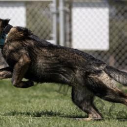 German Shepherds from Wachhund Kennels