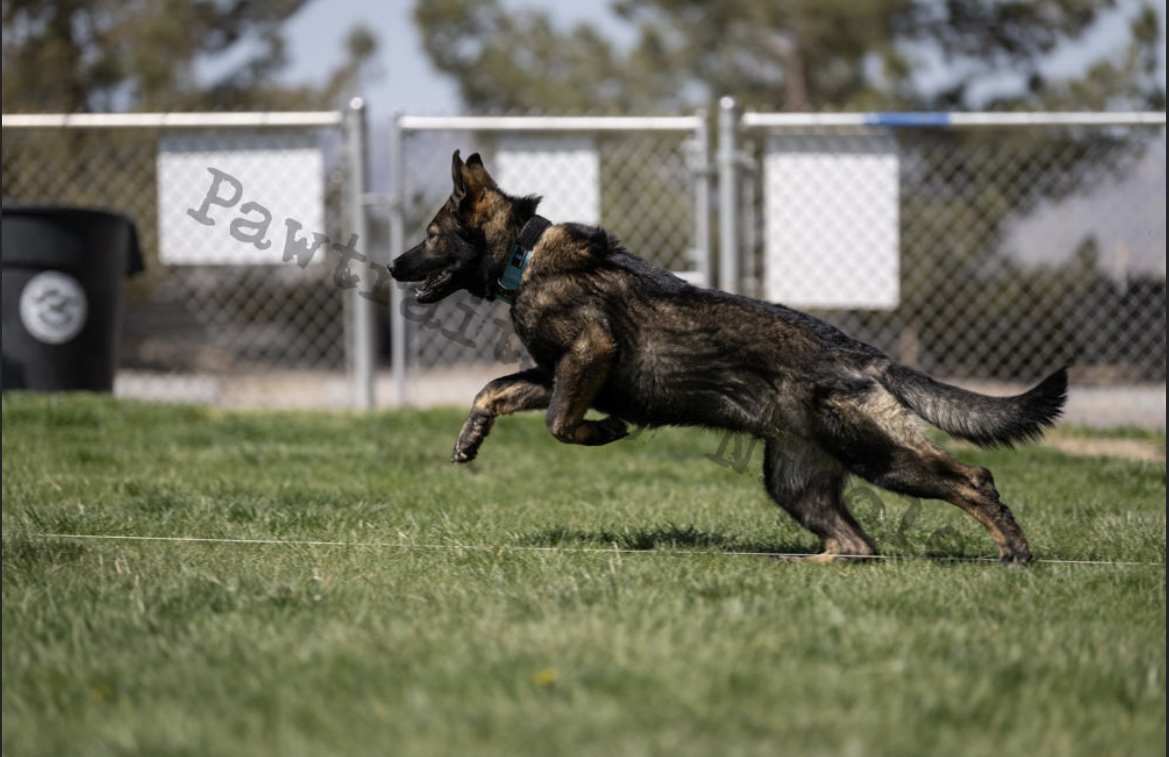 German Shepherd running across the grass