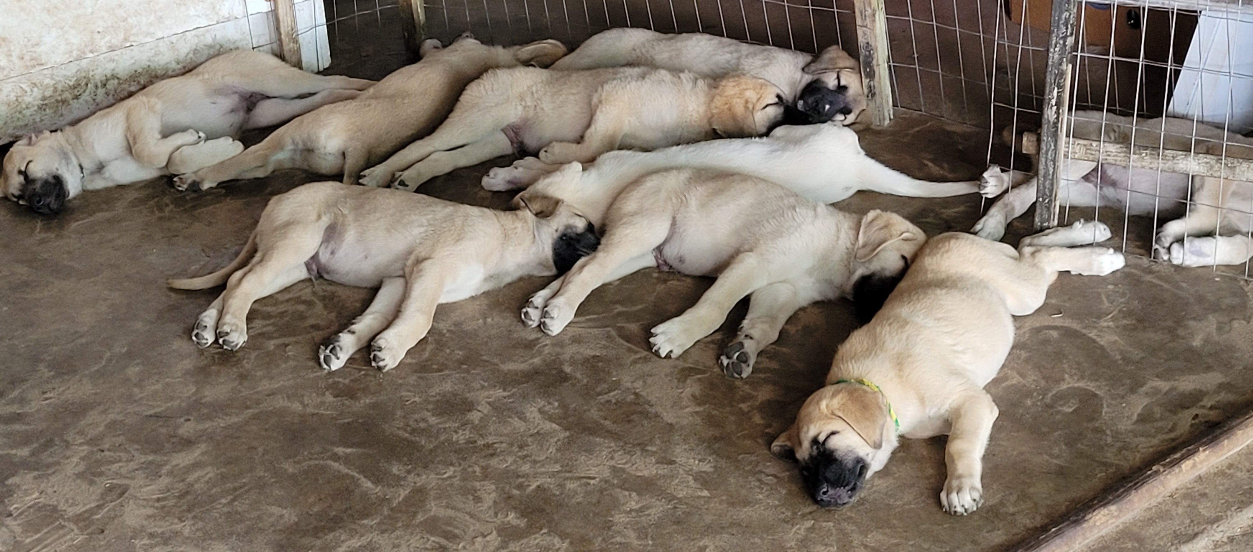 Anatolian Shepherd Dog Puppies from Sanjo Farm