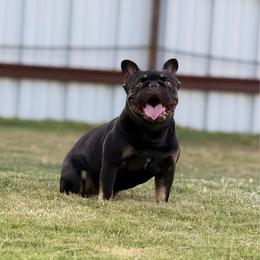 Hale - French Bulldog