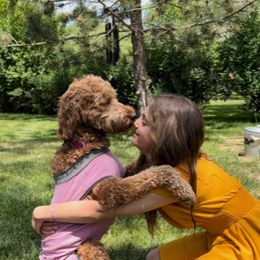 Goldendoodle Puppies from BB Doodles