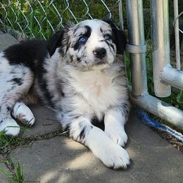 Aurora - Blue merle Australian Shepherd puppy in Cook, Minnesota from RL Australian Shepherds