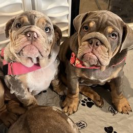 Bulldog Puppies from Bougie Bullies & Birds LLC