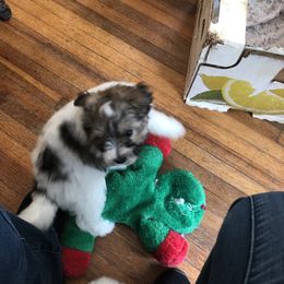 Lowchen Puppies from Ashford Kennel