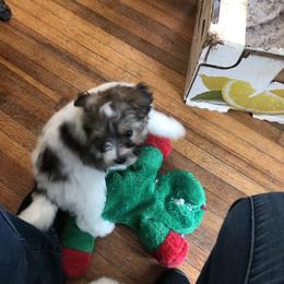 Lowchen Puppies from Ashford Kennel