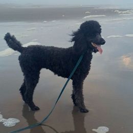 Isabella - Poodle