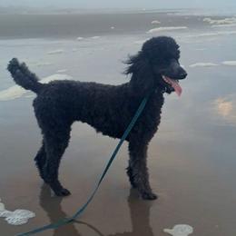 Isabella - Poodle