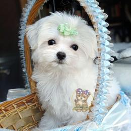Korean Babydoll Snowball - White male Maltese puppy in Barren Springs, Virginia from Seeking Shalom Acres Maltese, Maltipoos & Havamalts
