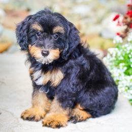 Siena - Tri-color female Bernedoodle puppy in Dundee, Ohio from Down Home Doodle