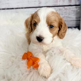 Pecan - Blenheim male Cavapoo puppy in Nixa, Missouri from Davis Family Doodles