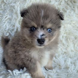 Pomskies from Kenna'z Kuddly Pomskiez