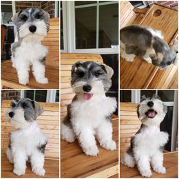 Miniature Schnauzer Puppies from Dees Schnauzers